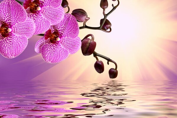 Pink orchids are reflected in the water