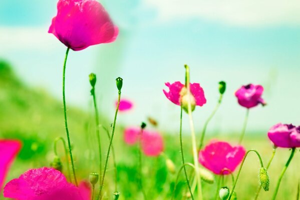 Fondos de pantalla de campo de gran formato con flores