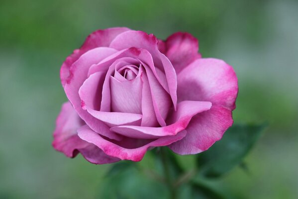 High-quality macro shooting of a pink rose