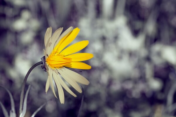 Fleur avec des pétales jaunes et blancs