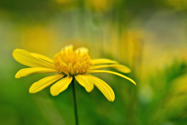 Желтый простой цветок на размытом зеленом фоне