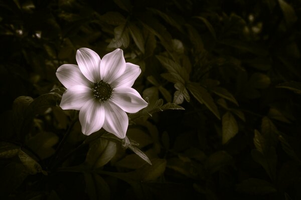 Schöne Blume mit acht Blütenblättern