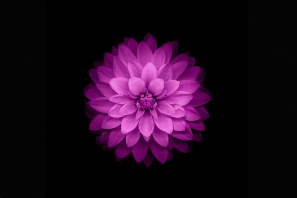 Purple flower on a black background