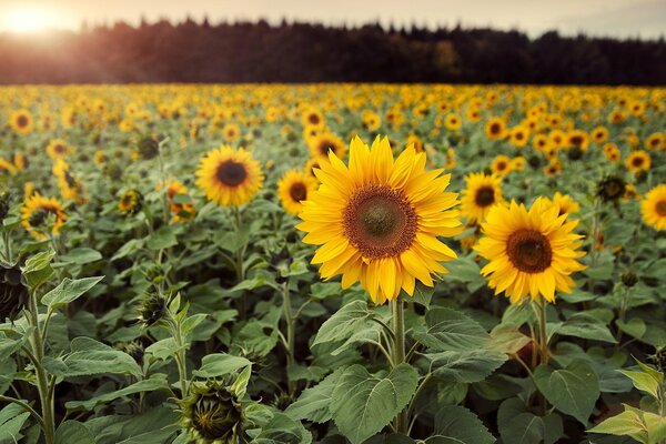 Campo infinito de girasoles dorados