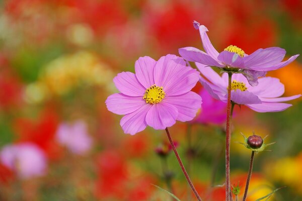 Makro kosmos z fioletowymi kwiatami cosmea