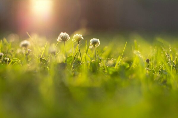 White flowers in the grass are illuminated by the sun