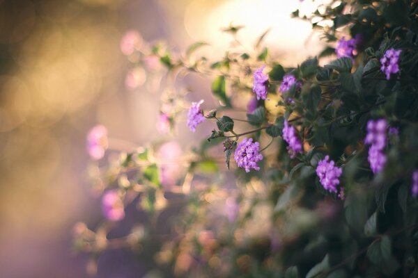 Agrada la naturaleza con hermosas flores