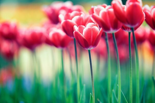Image avec des tulipes sur le bureau