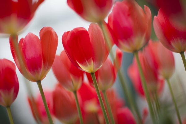 Image de fleurs, tulipes rouges