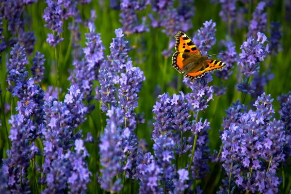 A butterfly sits on a lavender flower