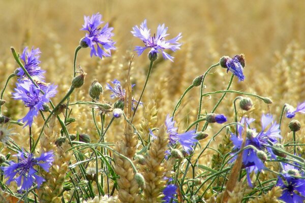 Flores de Aciano lila en el campo