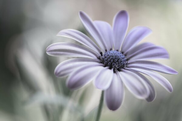 Pétales de camomille en violet