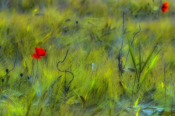 Rote Mohnblumen wachsen auf einem grünen Feld