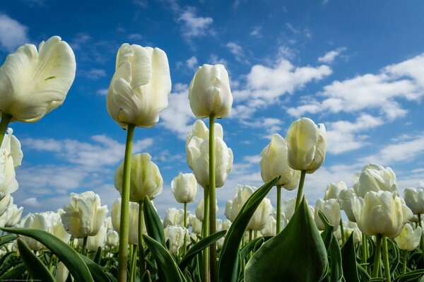 White tulips under a blue sky