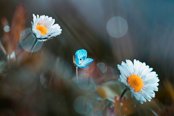 Sanftes Foto mit Gänseblümchen