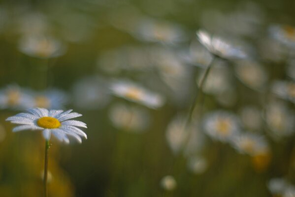 Beautiful daisies in the field