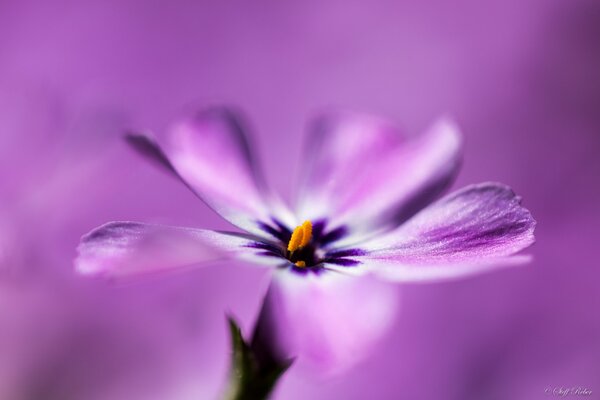 Flor con pétalos Lilas sobre fondo borroso