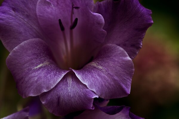 Macro photo of a purple flower on a blurry background