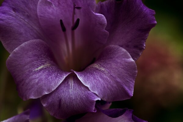 Foto macro de una flor púrpura sobre un fondo borroso