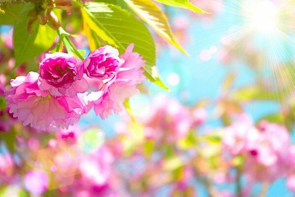 Bellissimo fiore di ciliegio rosa