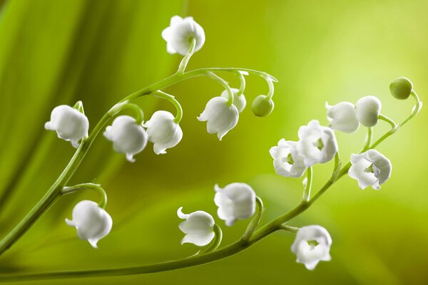 Macro picture of a twig with white bells