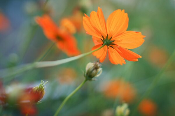 Summer flowers on a green background