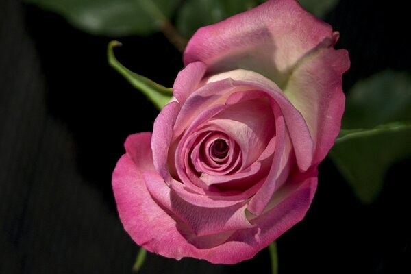 Bocciolo in fiore di delicata rosa rosa