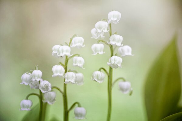 Muguet sur fond vert flou