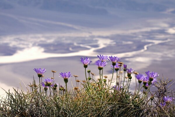 Purple wildflowers against the sky