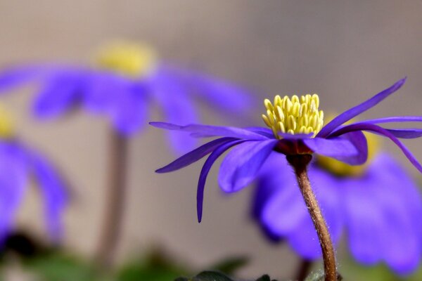 Purple flower in the sunlight