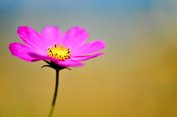 Flor rosa brillante sobre foneca amarilla