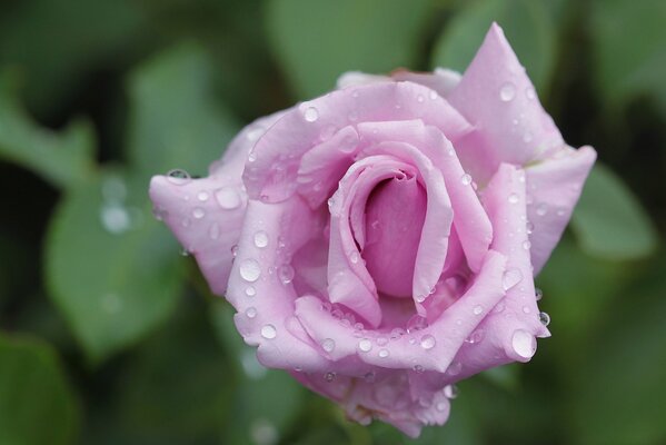 Pink rose petals in dewdrops