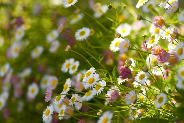 Bunte Sommer Wildblumen