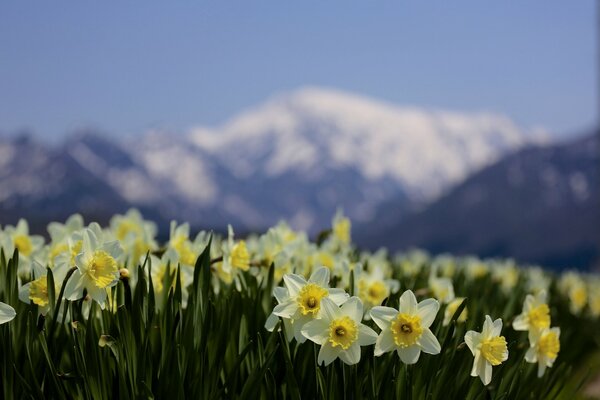 Daffodils growing in nature in the mountains