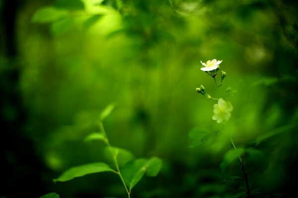 Petite fleur sauvage blanche sur fond flou