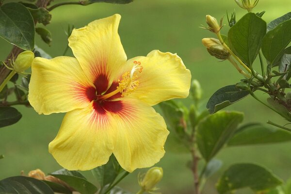 Yellow hibiscus flower and its buds