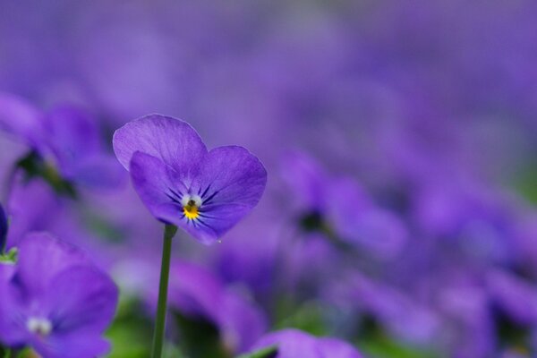 Lilla petali violette fascino come buono