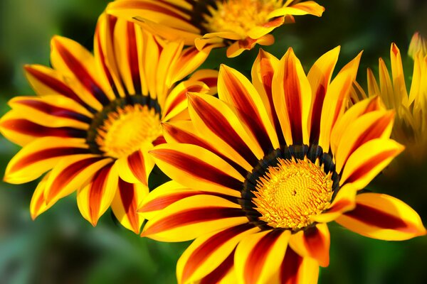 Bright flowers of gazania in macro photography with background blur