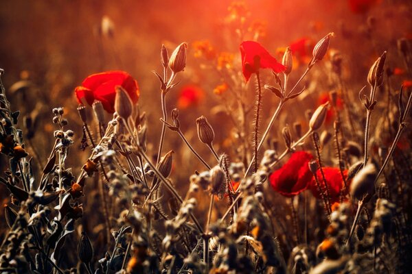 Coquelicots rouges dans le champ au coucher du soleil