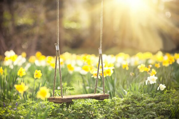 Der lang ersehnte Frühling, die Sonne und die Narzissen