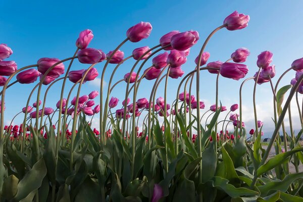 El campo de tulipanes rosados parece estar en un conjunto, inclinado uno hacia el otro, recordando el Inicio del calor y los cables de los días de invierno