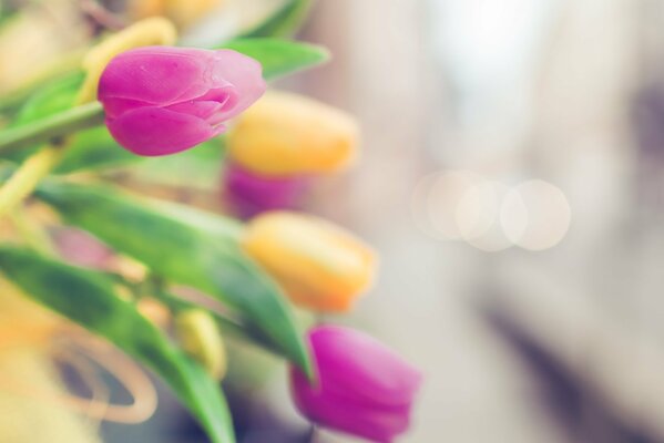 Verschwommene rosa und gelbe Tulpen