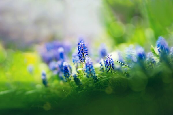 Schönes Foto von Muscari Blumen