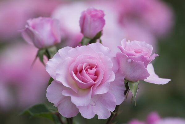 Rosas Rosadas. foto macro