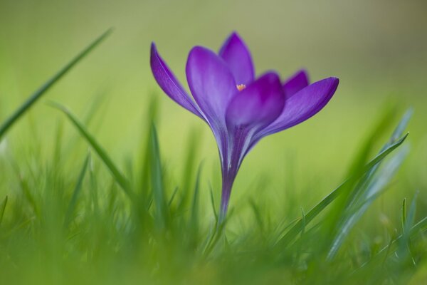 Fleur pourpre dans l herbe