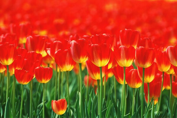 Czerwone tulipany dobrze wyglądają na kwietniku