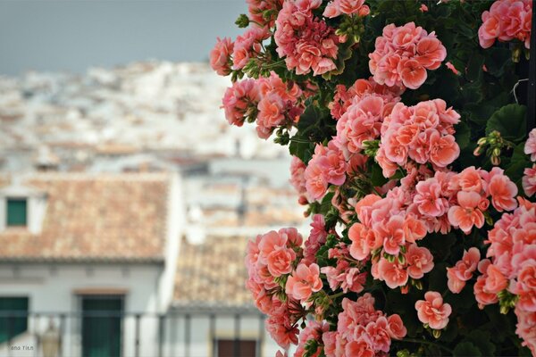 Bellissimi fiori di geranio rosa corallo sullo sfondo delle case