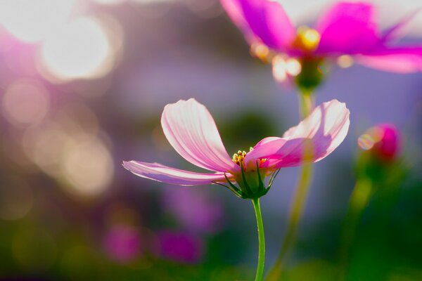 Flowers of the pink cosmea on a sunny morning
