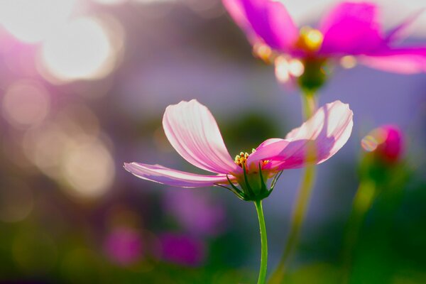 Fleurs de cosmea rose matin ensoleillé