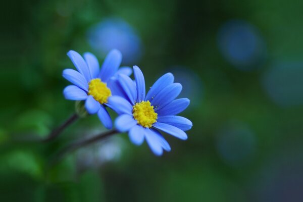 Blauer Blumen-Hintergrund für Desktop